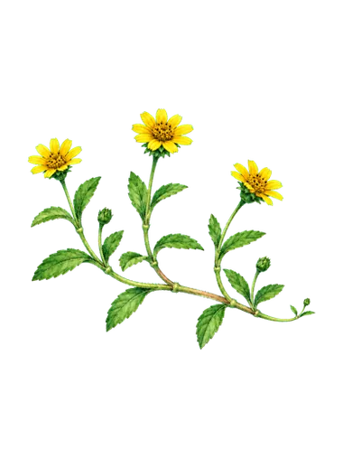 黃花蜜菜插畫