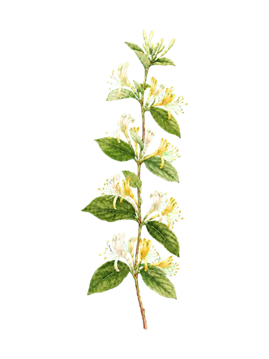 金銀花插畫