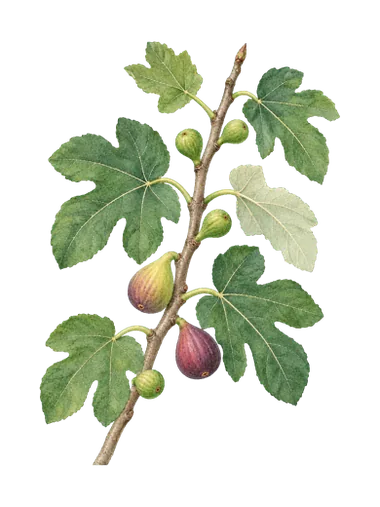 無花果插畫